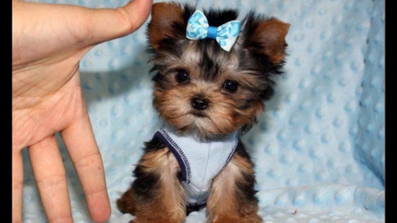 yorkie puppies YouTube