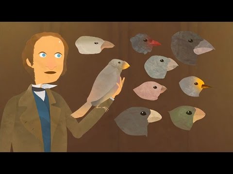 วีดีโอ: วิวัฒนาการ 5 ประการของดาร์วินคืออะไร?
