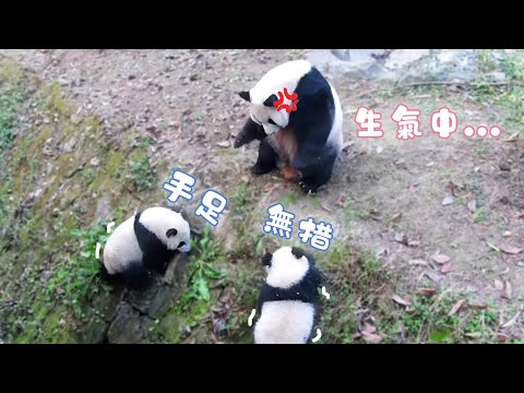 《熊貓早晚安》來自媽媽的挫折教育 | iPanda熊貓頻道