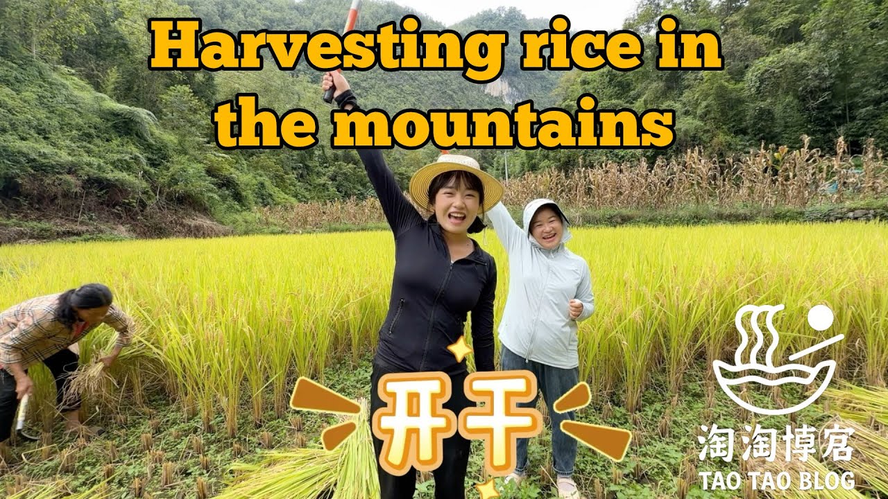 Harvesting rice in the mountains 大山里收稻谷 Subtitles in English and Spanish