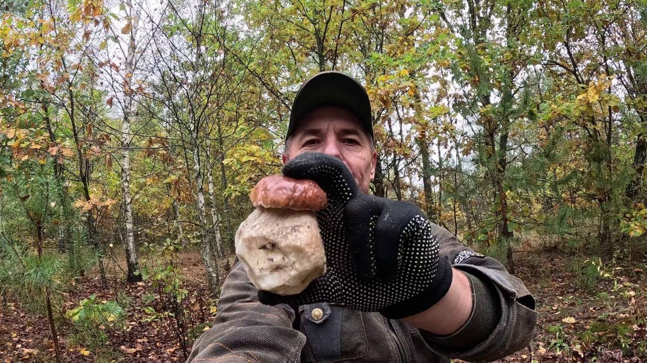 ДОЩ ІДЕ, А Я ГРИБАЛЮ   14 10 2025Р  ЗБИРАЮ БІЛІ ГРИБИ, ПІДОСИЧНИКИ, ПІДБЕРЕЗНИКИ МОХОВИКИ