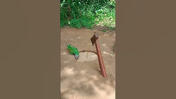 Amazing Quick Unique DIY Parrot Trapping Technique Using Cardboard Box And Axe #ytshorts #shorts