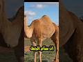 ماذا يوجد داخل سنام الجمل