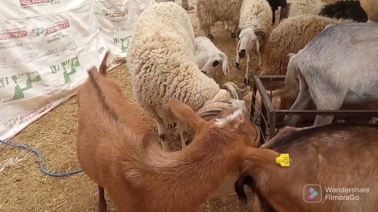 رحب الغنم سوق السبت الراشيدية 🇲🇦🇲🇦🇲🇦🇲🇦🔔
