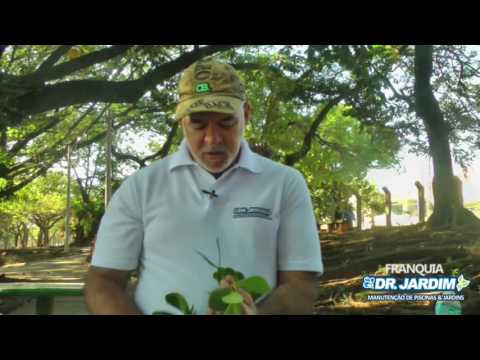 Vídeo: Poda de madressilva - Quando e como podar videiras e arbustos de madressilva