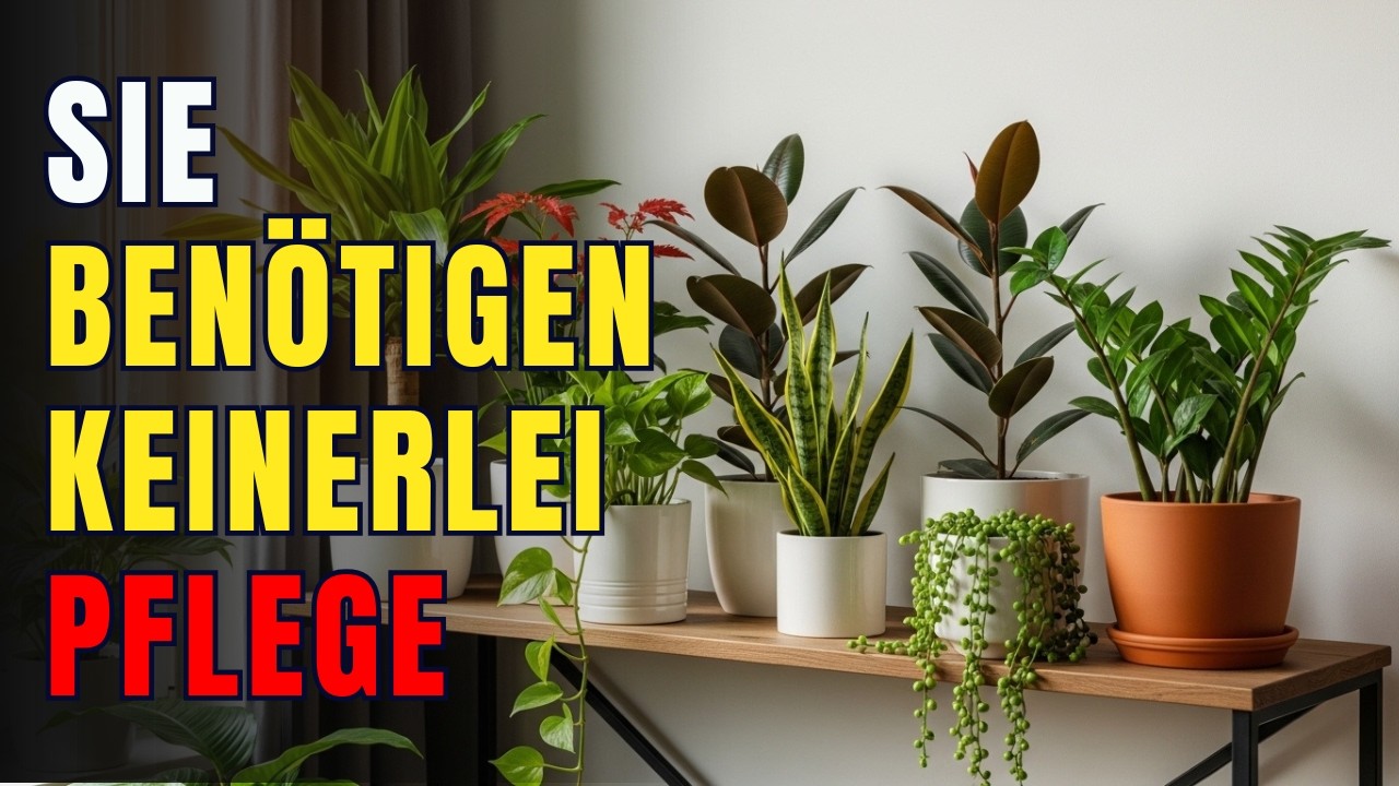 Diese Pflanzen brauchen fast KEINE Pflege – ideal für Anfänger