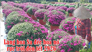 Làng hoa Sa đéc hoa nở rực trời đón tết 2026 và festival lần 2