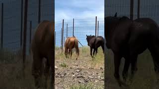 From the Kill Pen to Freedom: Survivor & Eclipse Are Safe #horse #rescue #rescuehorse