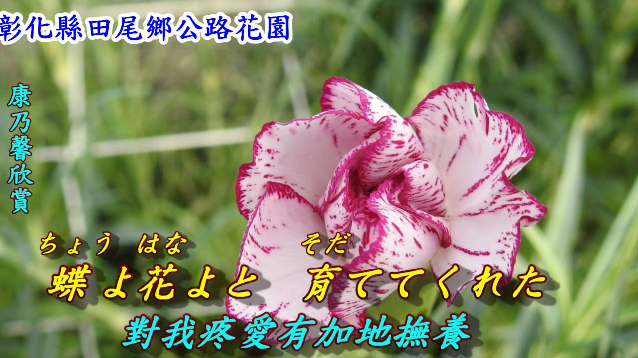 母ごころ宅配便 慈母心的宅配包裹 1993 日語 島津亜矢 翻譯 銘哥翻唱 Youtube