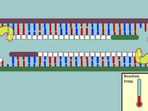 Intro to Polymerase Chain Reaction (PCR)
