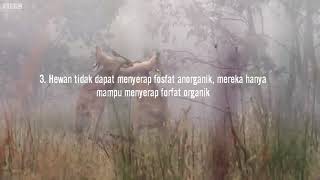 Siklus Fosfor [ Relaxation Video ] || PROGRAM STUDI BUDIDAYA PERAIRAN UNIVERSITAS MATARAM