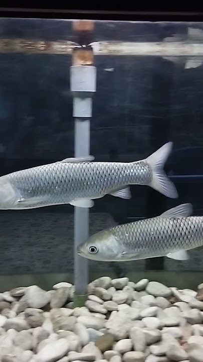 Ikan Grass carp #shorts #subscribe #ikanpredator #ikan #ikanhias #trending #viral #tiktok #reels