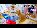 部屋が汚すぎてやばい💦久しぶりに片付け！スクイーズとかが散乱？！【大掃除】