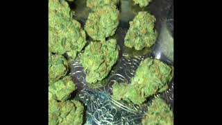 Cherry Dosi strain review