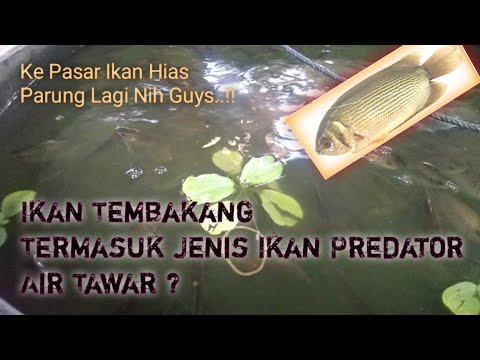 Harga Ikan Tembakang Per Kg