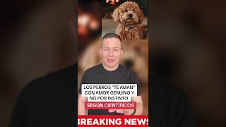 Los perros te aman con amor, genuino y no por instinto según científicos 
