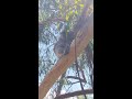 Philip Island Koala Sanctuary review