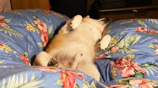 「まあいっか」を10日続けると柴犬はこう寝るようになる。