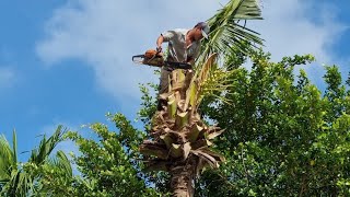 (Vua Khỉ Leo Cây) cưa cây dừa rất khéo