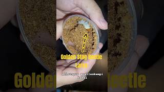 Transferring A Den Stag Beetle Larva To Karawatake Kinshi