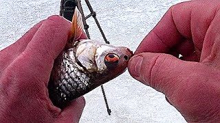 видео: Наловил ПЛОТВЫ в феврале. Как поймать рыбу в глухозимье. Рыбалка на ОЗЕРНЕ. картинка: Наловил ПЛОТВЫ в феврале. Как поймать рыбу в глухозимье. Рыбалка на ОЗЕРНЕ.