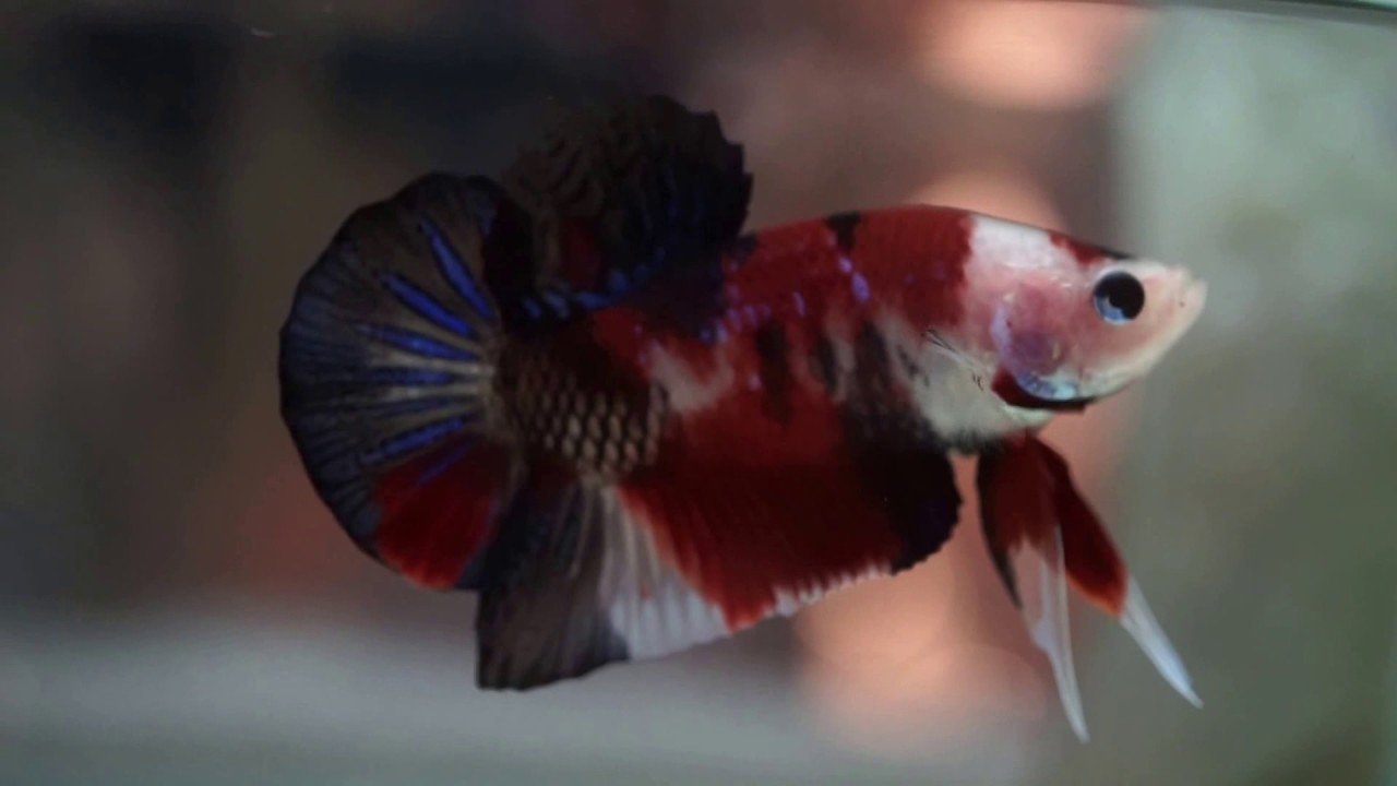 Fancy MULTI COLORS KOI "Tancho" Halfmoon Plakat HMPK Betta - YouTube