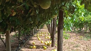 Como plantar Maracujá/ Parreira pingo de ouro fase de produção!