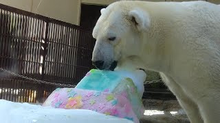 【生きる伝説】しろくまピース20歳のお誕生日会　とべ動物園にて。