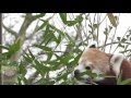 Red Pandas at Paradise Wildlife Park