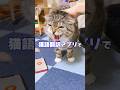 【禁断】猫の爪切り中の文句を翻訳した飼い主の末路がコチラ・・・😭 #猫