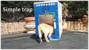 Cat Trap | I made a very simple cat trap using cardboard box | 2Stray Cats