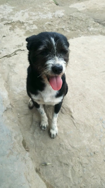 INCHE DING PHAT LEH AKIPA JI DAN2 HI O ☺ 😘  🐶