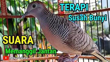 PERKUTUT LOKAL GACOR SUARA PANCINGAN PERKUTUT PALING AMPUH PASTI NYAUT #perkututlokalgacor 