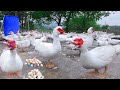 Full 190 days raise muscovy  for eggs  muscovy duck farm  polutry farm