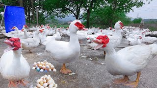 Full Video: 190 Days Raise Muscovy For Eggs - Muscovy Duck Farm - Polutry Farm