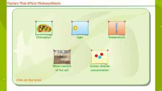 Factors That Affect Photosynthesis