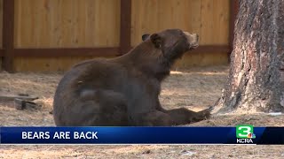 Bears look for food in middle of populated South Lake Tahoe