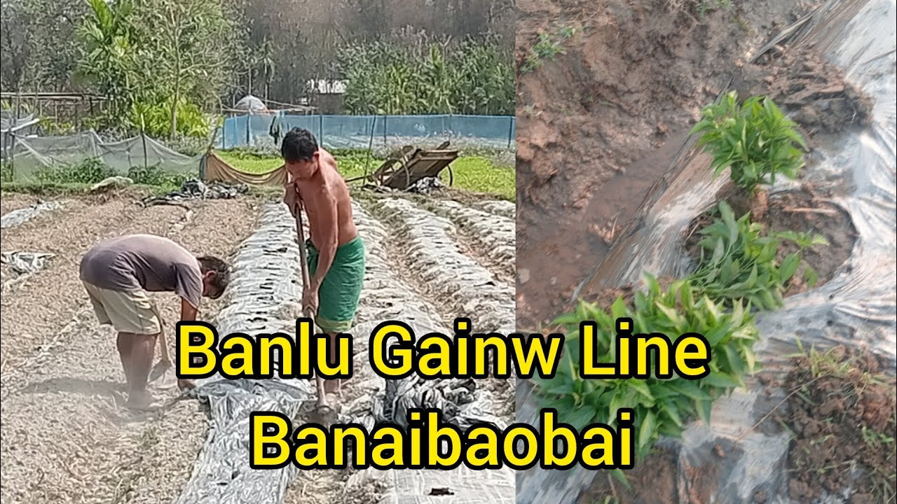 Banlu Gainw Line Banaibaobai 🌱🌶️ Ep.97