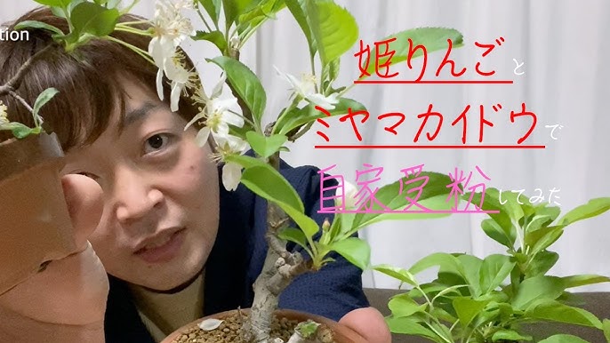 姫りんごの盆栽で自家受粉してみた Himeringo Self Pollination Youtube 姫りんごの盆栽で自家受粉してみた Himeringo Self Pollination Youtube