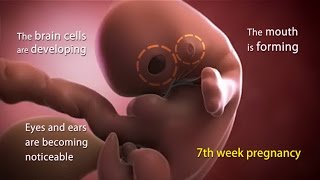 7 Weeks Pregnant: What is Happening in Week 7 of Your Pregnancy?