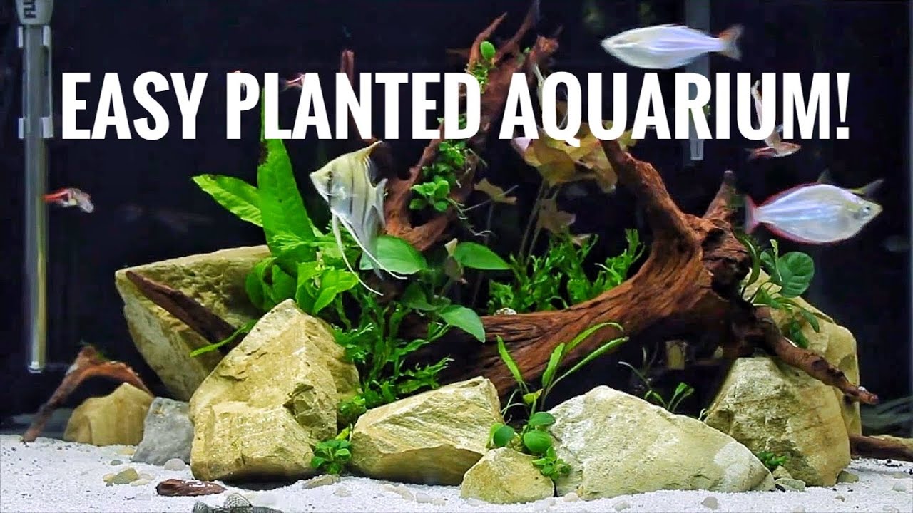 EASY PLANTED AQUARIUM  anyone can do this! 40 gallon breeder fish tank 