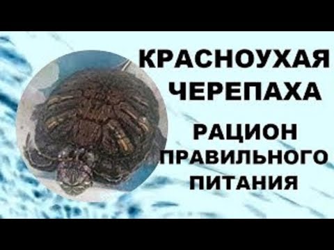 Кормление красноухой черепахи.  Рацион правильного питания черепах!