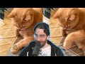 HasanAbi reacts to Daily Dose Of Internet: Cat Mimics Owner&#39;s Coin Trick