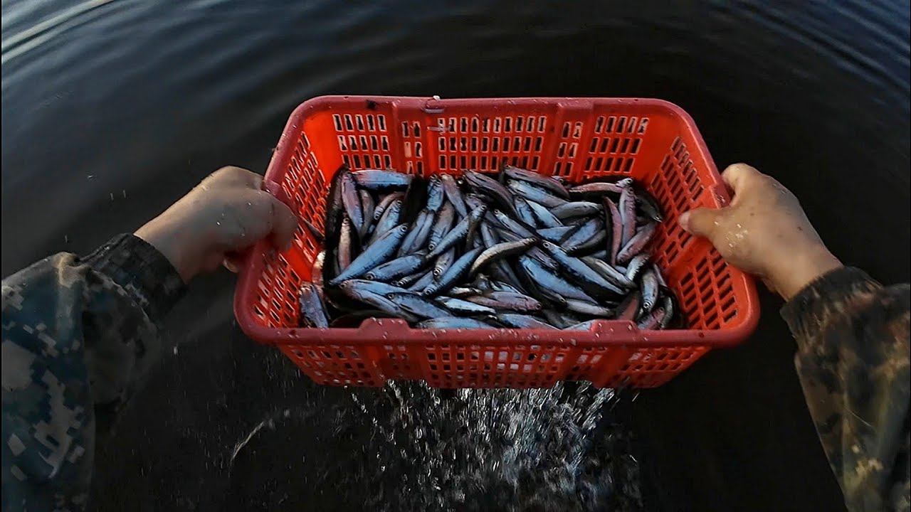 Ловля тугунка в северной Якутии