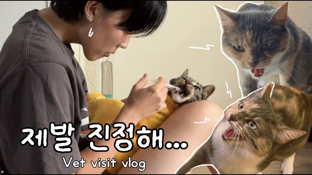 vlog. 아픈 고양이 케어하는 집사 브이로그 🐈 | 다묘가정 재합사 | 포트넘앤메이슨 쿠키 | 스쿠터 타고 동네 마실 나가는 해외 일상