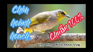 Tiếng chim hoành hoạch gọi bầy. Hay còn gọi là chim quành quạch đá , tiếng chuẩn 100% gọi bầy.