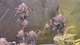 Indoor Cannabis Grow 🍒🎤That 4x4 Grow Tent ⛺ week9 All Dun👌🏿👍🏿