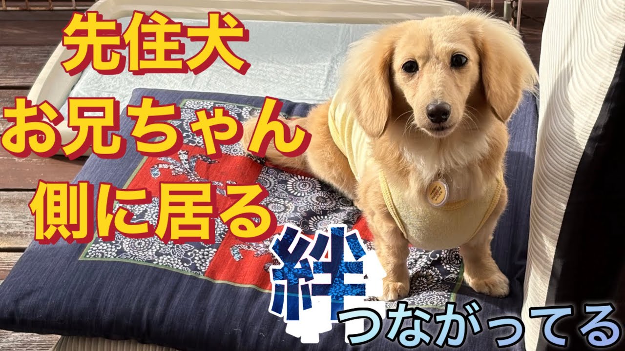 どおりいぬ Emotional Bond] The resident dog is always there! (No. 555) - YouTube