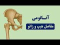 آناتومی مفاصل هیپ و زانو       