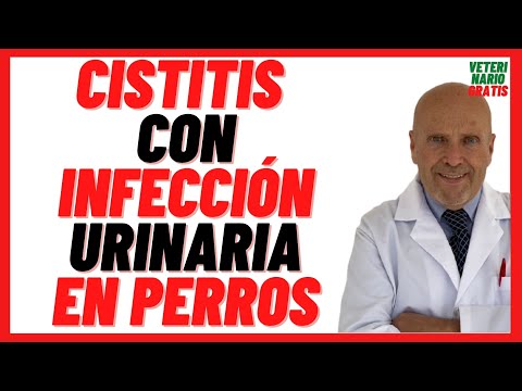 Video: Tratamiento de infecciones crónicas del tracto urinario en perros mayores